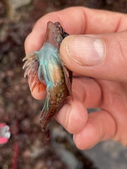 Oligocottus rubellio