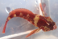 Oligocottus rubellio