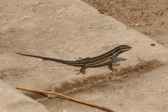 Trachylepis quinquetaeniata