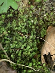Fissidens