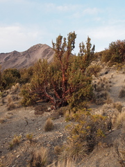 Polylepis tarapacana