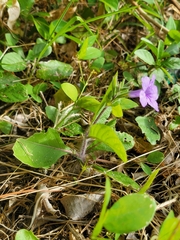 Ruellia ciliatiflora