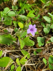 Ruellia ciliatiflora