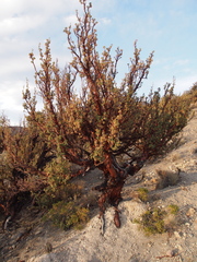 Polylepis tarapacana