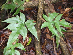 Calciphilopteris ludens