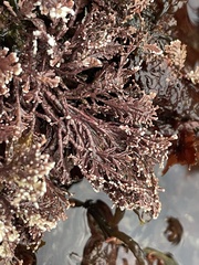 Calliarthron tuberculosum