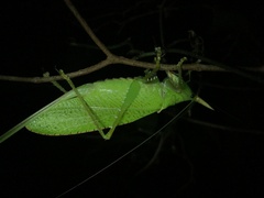 Copiphora rhinoceros