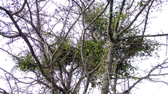 Viscum cruciatum