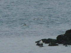 Larus brachyrhynchus