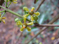 Salacia chinensis