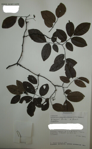 Dalbergia bojeri