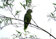 Amazona ochrocephala