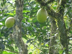 Crescentia cujete image