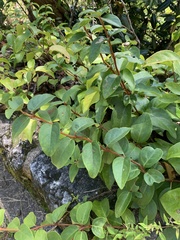 Hydrangea barbara