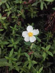 Cistus psilosepalus
