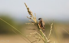 Sporophila palustris