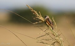 Sporophila palustris