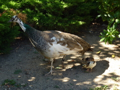 Pavo cristatus