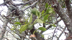 Viscum cruciatum