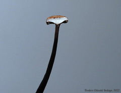 Poronia pileiformis