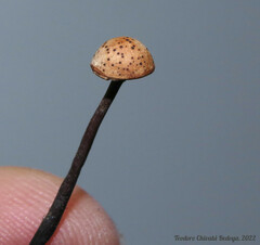 Poronia pileiformis