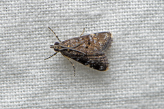 Heliothela