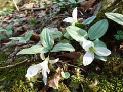 Trillium nivale