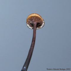 Poronia pileiformis