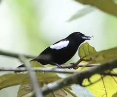 Loriotus luctuosus