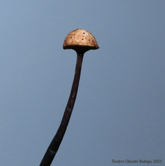 Poronia pileiformis