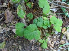 Geum
