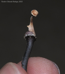 Poronia pileiformis