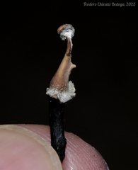 Poronia pileiformis