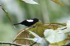 Loriotus luctuosus