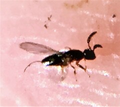 Agaonidae