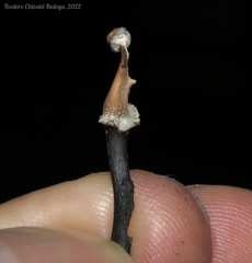 Poronia pileiformis