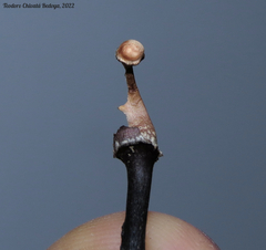 Poronia pileiformis