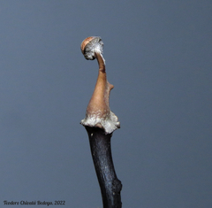 Poronia pileiformis