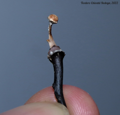 Poronia pileiformis