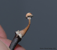Poronia pileiformis