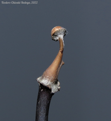 Poronia pileiformis