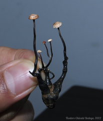 Poronia pileiformis
