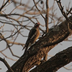 Sphyrapicus varius