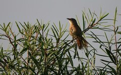 Phacellodomus striaticollis