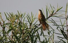 Phacellodomus striaticollis