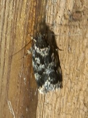 Barea confusella