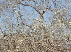 Combretum mossambicense