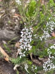 Olearia ramulosa