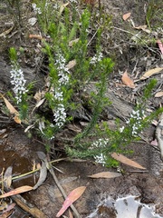 Olearia ramulosa