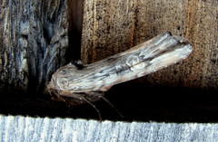 Lithomoia germana